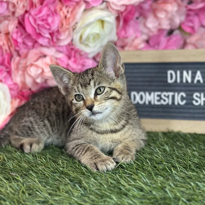 Female Domestic Short Hair kitten named Dinah for sale at Pet Express Saugus.