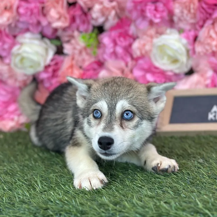 Female Alaskan Klee Kai puppy named Gloria for sale at Pet Express Saugus.