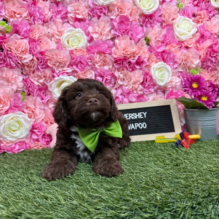 Male Havapoo puppy named Hershey for sale at Pet Express Braintree.