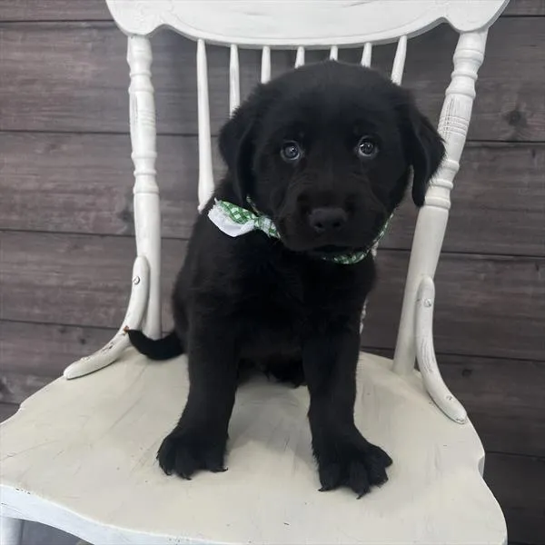 Male Golden Rottie puppy named Megatron for sale at Pet Express Saugus.