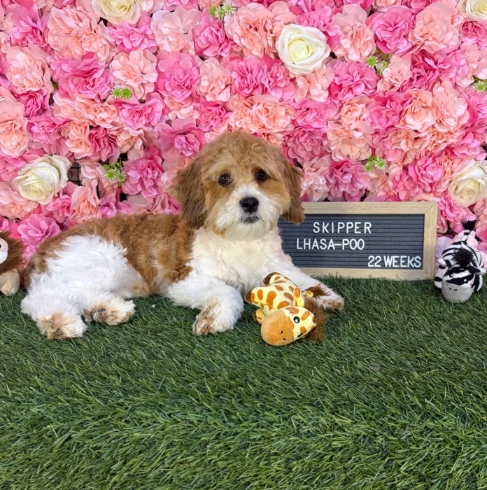 Male Lhasa-Poo puppy named Skipper for sale at Pet Express Saugus.