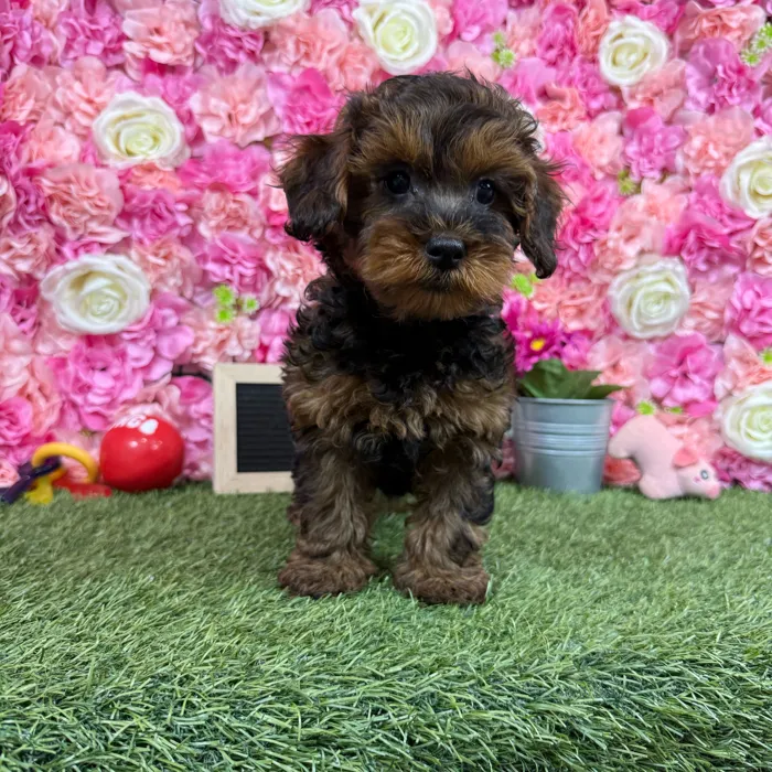Male Yorkie-Poo puppy named Chase for sale at Pet Express Braintree.