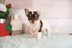 Female Taco Terrier (Toy Fox/Chi) puppy named Chica for sale at Pet Express Braintree.