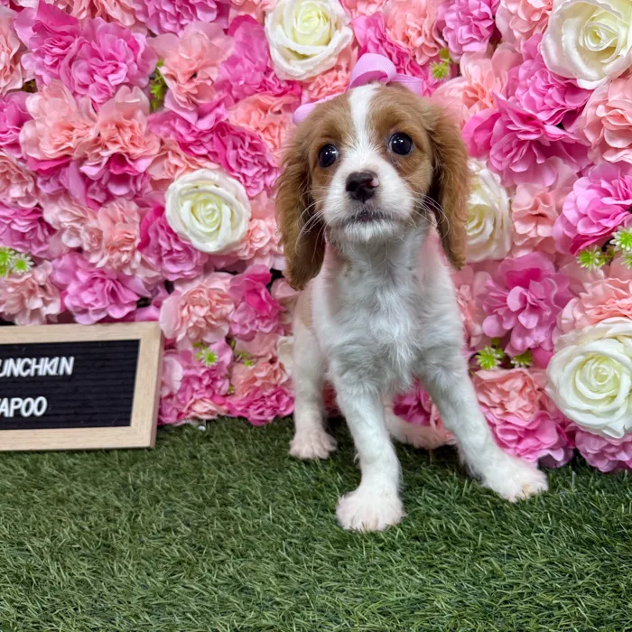 Female Cavapoo puppy named Munchkin for sale at Pet Express Braintree.