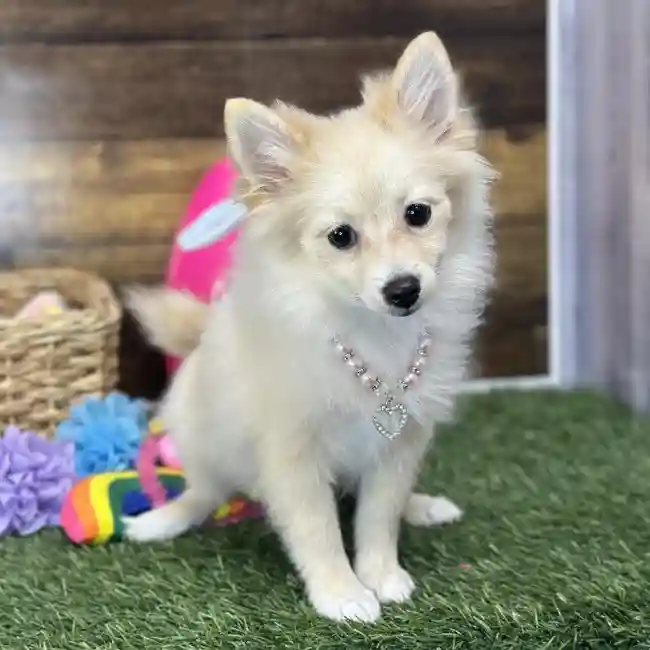 Female Pomeranian Puppy for Sale in Saugus, MA