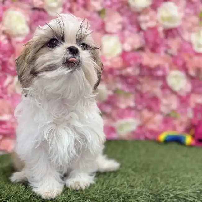 Male Shih Tzu Puppy for Sale in Braintree, MA
