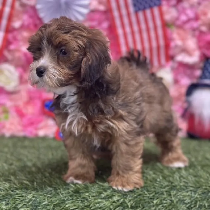 Female Lhasa-Poo Puppy for Sale in Saugus, MA