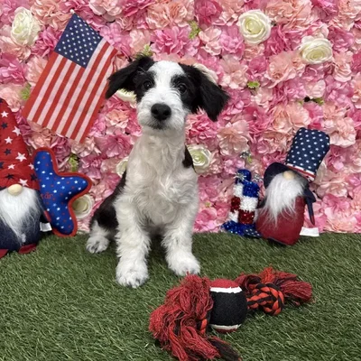 Male Aussiechon Puppy for Sale in Saugus, MA