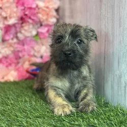 Male Cairn Terrier puppy named Kale for sale at Pet Express Saugus.