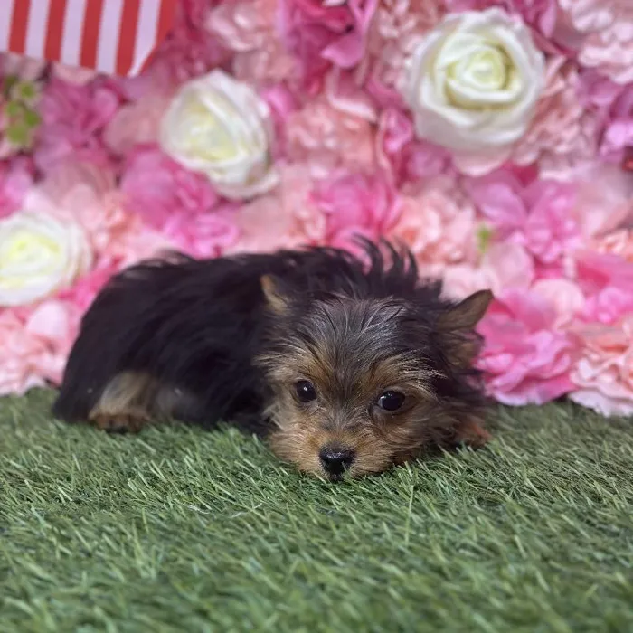 Male Yorkshire Terrier Puppy for Sale in Saugus, MA