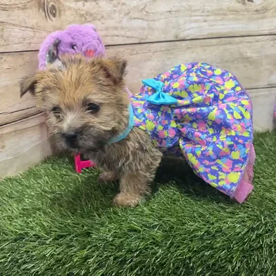 Female Cairn Terrier Puppy for Sale in Braintree, MA