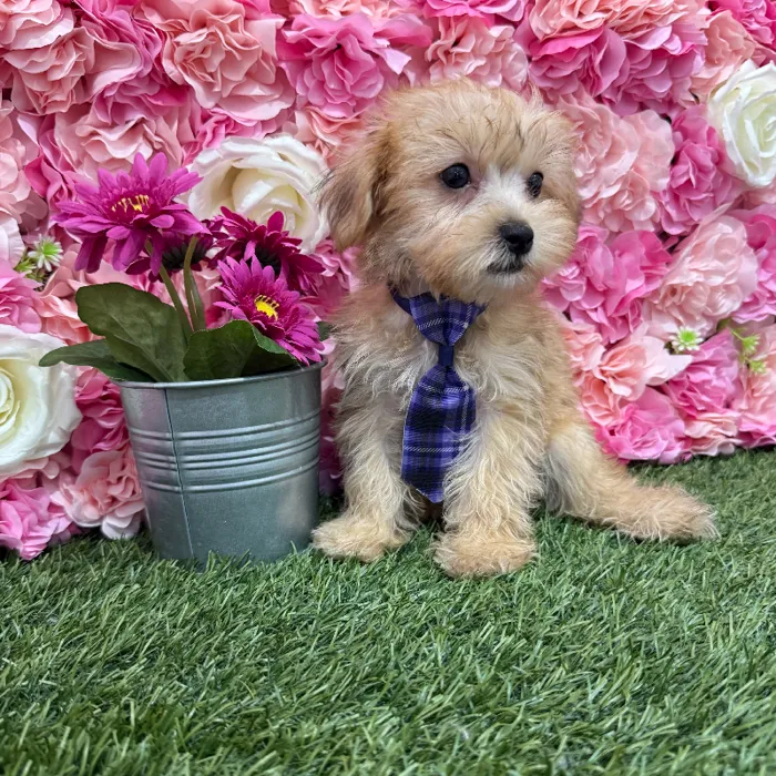 Male Morkie Puppy for Sale in Braintree, MA
