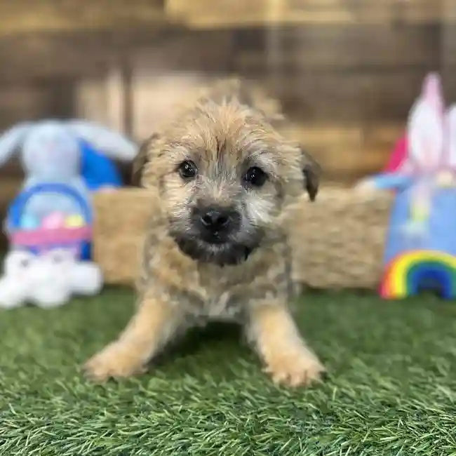Male Cairn Terrier Puppy for Sale in Saugus, MA