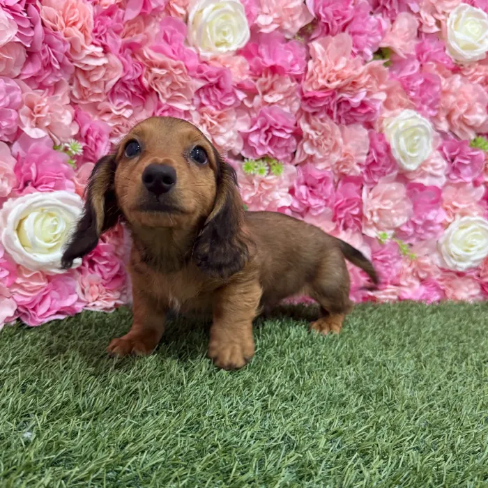 Male Dachshund Puppy for Sale in Braintree, MA