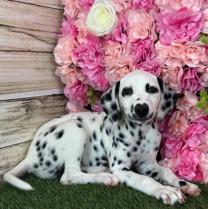 Female Dalmatian puppy named Lemon for sale at Pet Express Saugus.