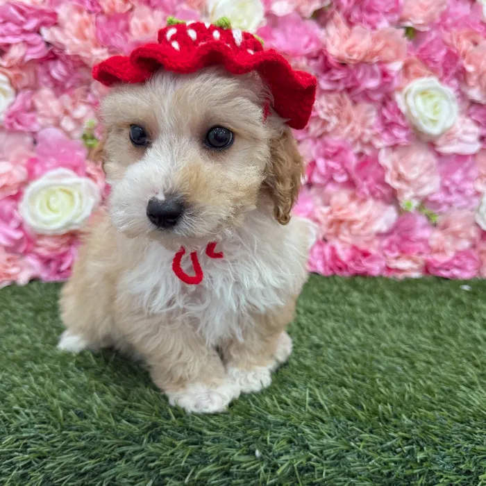 Female Mini Goldendoodle 2nd Gen Puppy for Sale in Braintree, MA