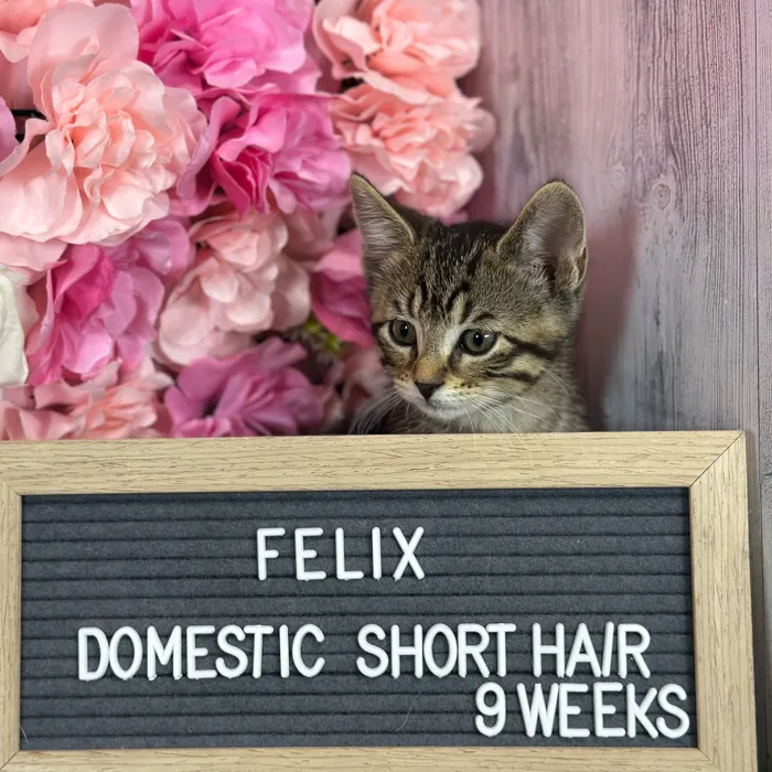 Male Domestic Short Hair kitten named Felix for sale at Pet Express Saugus.