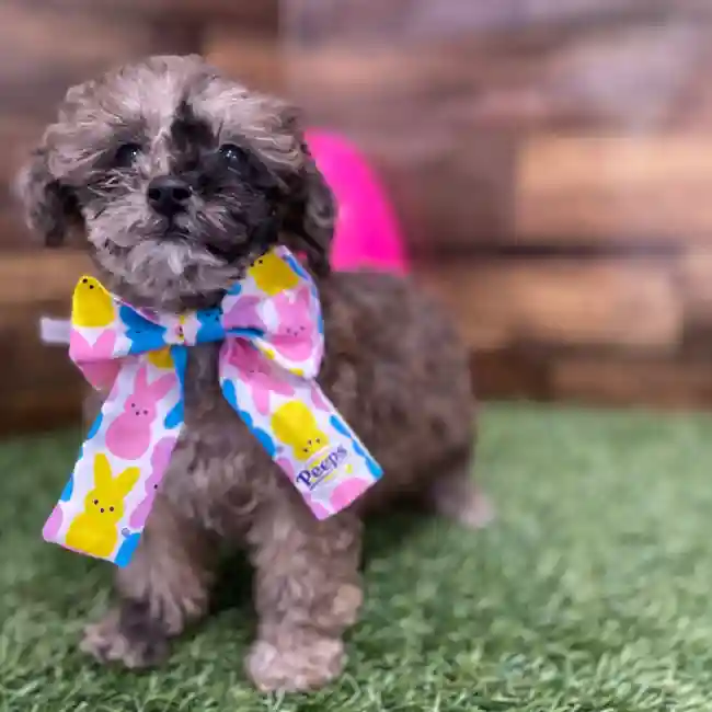 Female Poodle Toy Puppy for Sale in Braintree, MA
