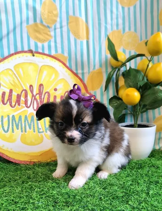 Female Papillon puppy named Fiona for sale at Pet Express Saugus.