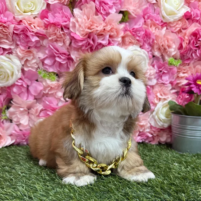 Male Lhasa Apso Puppy for Sale in Braintree, MA