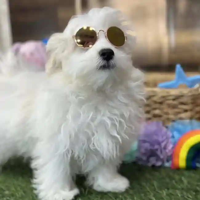 Male Malti-Poo Puppy for Sale in Saugus, MA