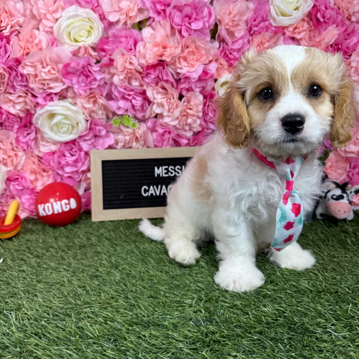 Male Cavachon puppy named Messi for sale at Pet Express Braintree.
