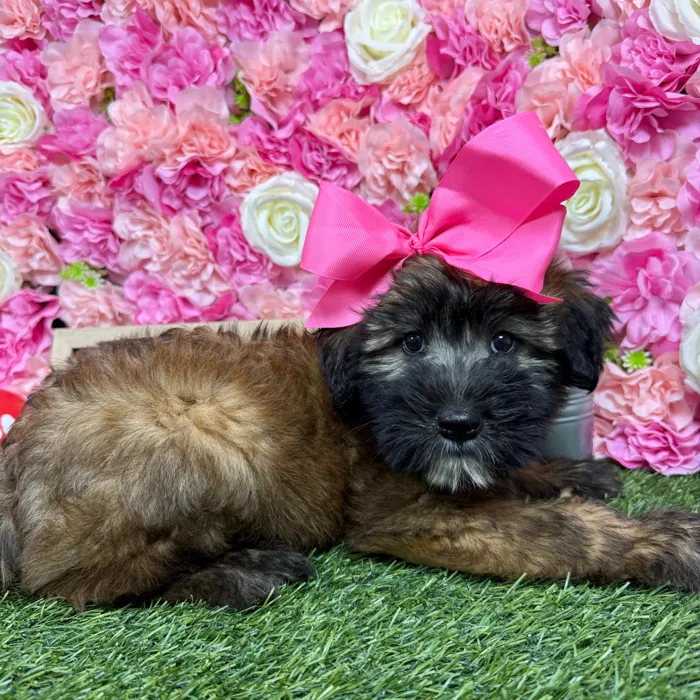 Female Soft Coated Wheaten Terrier puppy named Triscuit for sale at Pet Express Braintree.