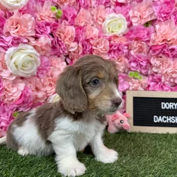 Female Dachshund puppy named Dory for sale at Pet Express Braintree.