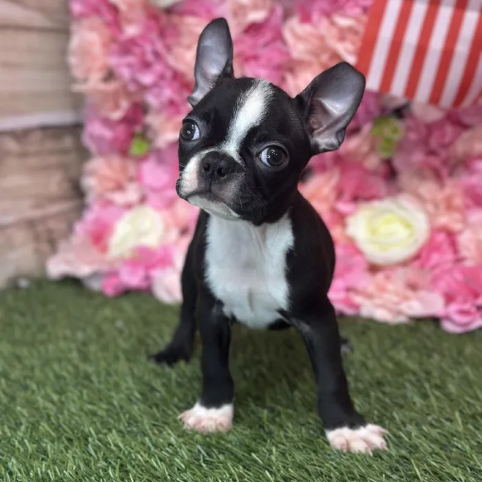 Male Boston Terrier Puppy for Sale in Saugus, MA