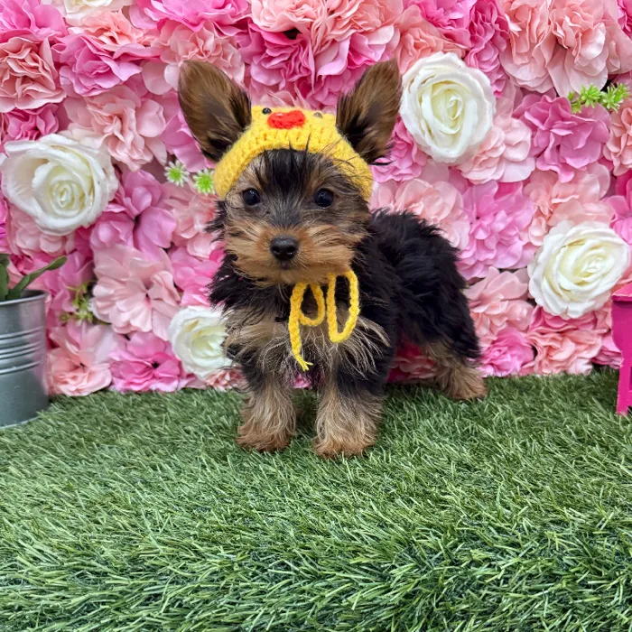Male Yorkshire Terrier Puppy for Sale in Braintree, MA