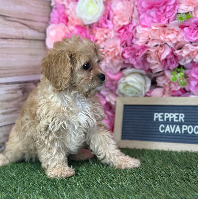 Female Cavapoo puppy named Pepper for sale at Pet Express Saugus.