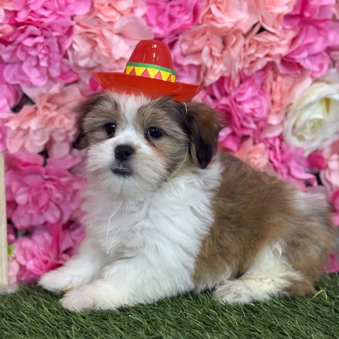Male Malshi puppy named Smitty for sale at Pet Express Saugus.