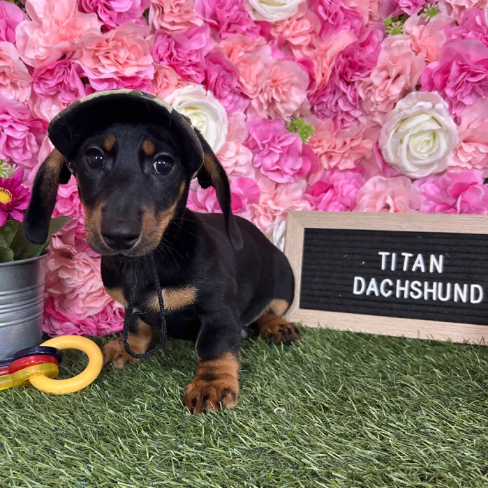 Male Dachshund puppy named Titan for sale at Pet Express Braintree.