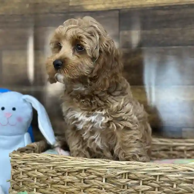 Female Cockapoo Puppy for Sale in Saugus, MA