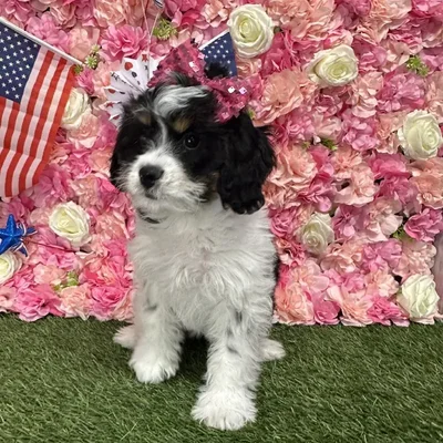 Female Mini Bernedoodle 2nd Gen Puppy for Sale in Saugus, MA