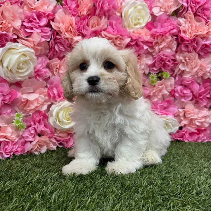 Male Cavachon Puppy for Sale in Braintree, MA