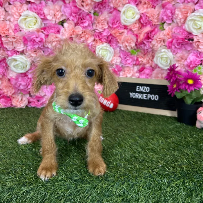 Male Yorkie-Poo 2Nd Gen puppy named Enzo for sale at Pet Express Braintree.