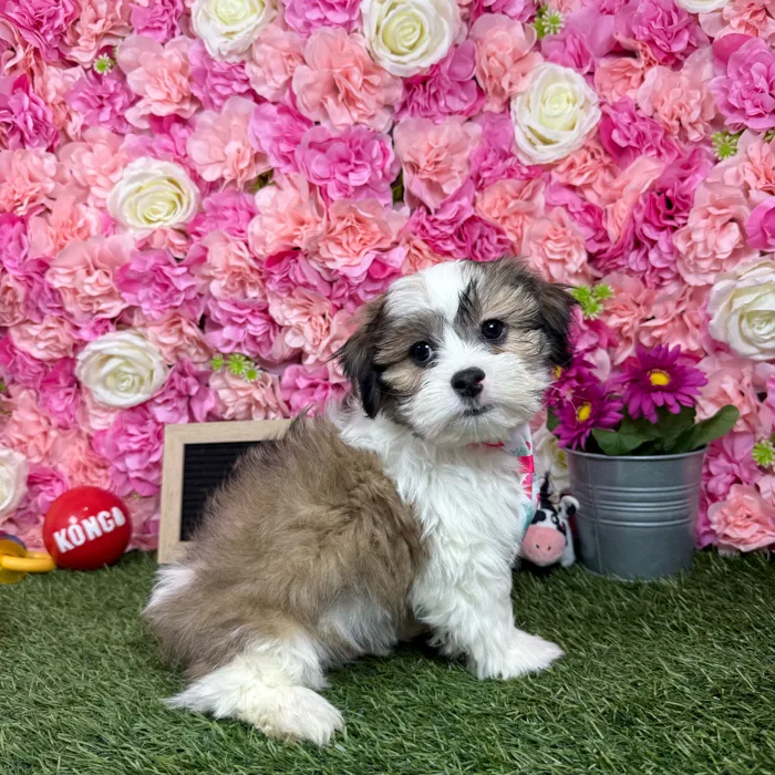 Male Malshi puppy named Pablo for sale at Pet Express Braintree.