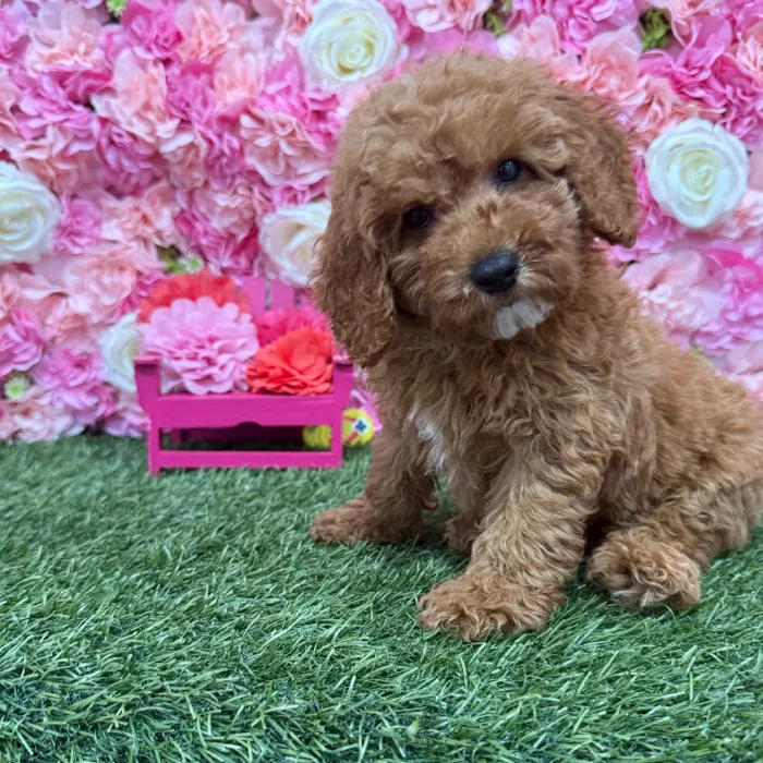 Male Poodle Moyen (Medium) Puppy for Sale in Braintree, MA