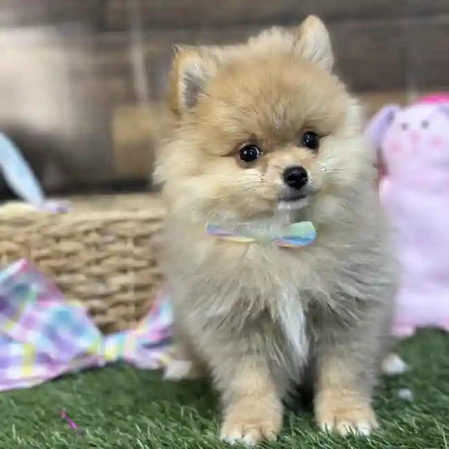 Male Pomeranian Puppy for Sale in Saugus, MA