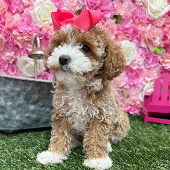 Female Mini Goldendoodle 2nd Gen Puppy for Sale in Braintree, MA