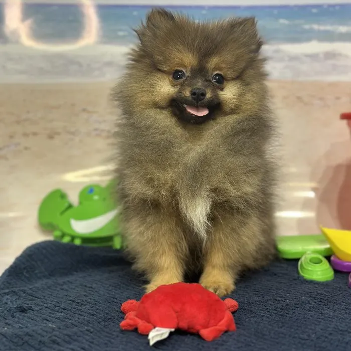 Female Pomeranian Puppy for Sale in Saugus, MA