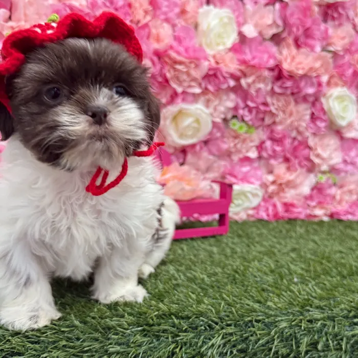 Male Shih Tzu Puppy for Sale in Braintree, MA
