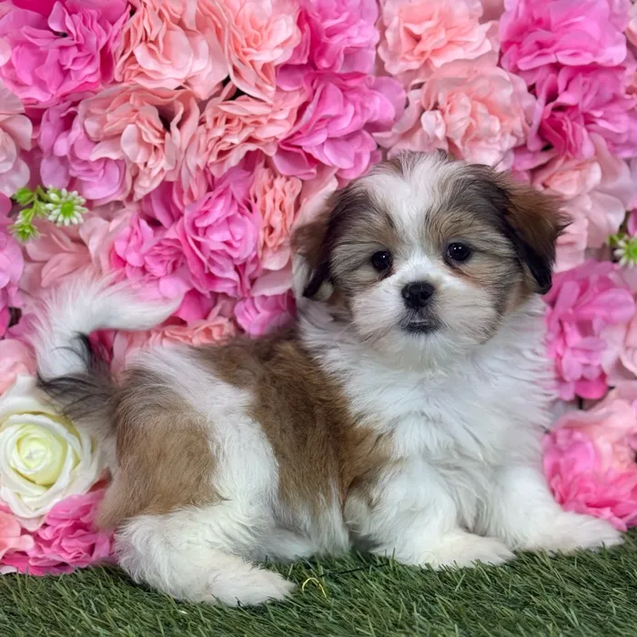 Male Malshi puppy named Smitty for sale at Pet Express Saugus.