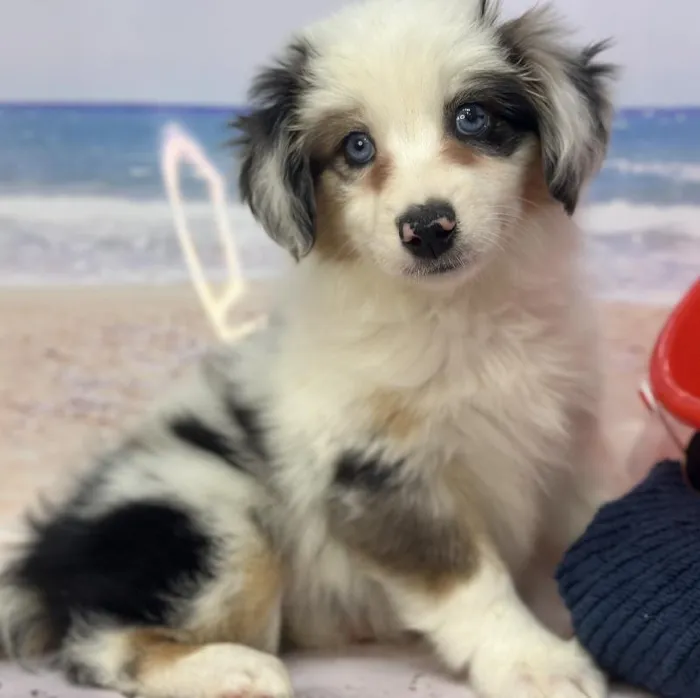 Female Miniature Australian Shepherd Puppy for Sale in Saugus, MA