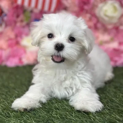 Male Maltese Puppy for Sale in Saugus, MA