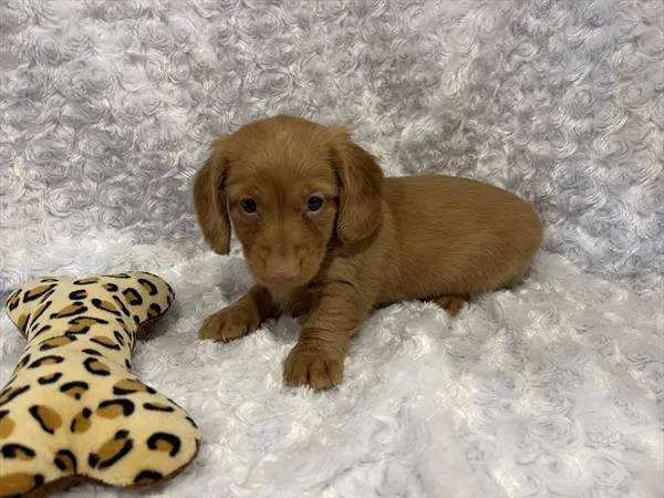 Male Dachshund puppy named Meeko for sale at Pet Express Braintree.