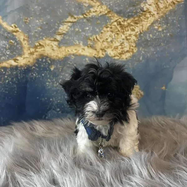 Male Havamalt puppy named Earl for sale at Pet Express Saugus.