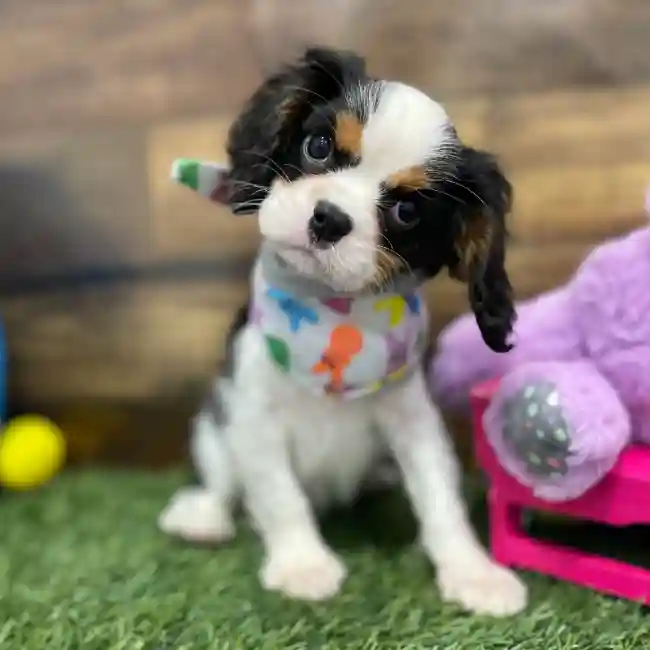 Male Cavalier King Charles Spaniel Puppy for Sale in Braintree, MA