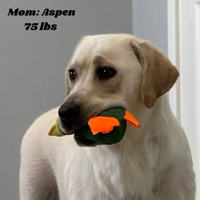 Female Labrador Retriever puppy named Celina for sale at Pet Express Saugus.